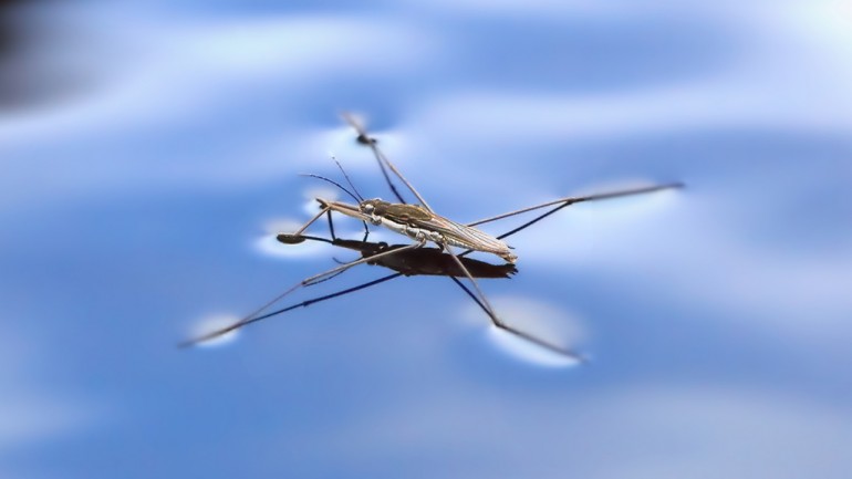 water strider